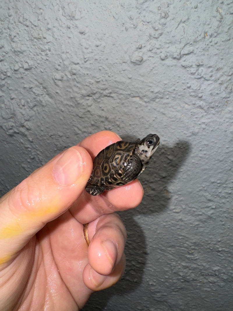 Hi White Concentric Diamondback Terrapin 2024