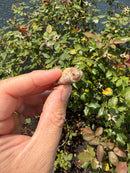 Albino Florida Snapping Turtle 2026