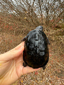 African Dwarf Mud Turtle Adult Female