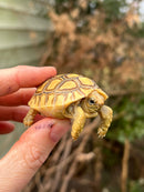 Leopard Tortoise 2024