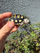 Ornate Diamondback Terrapin Female
