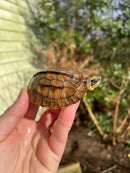 Golden Coin Box Turtle 2023