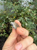 Pastel Clown Common Musk Turtle Baby 2026