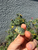 Pastel Clown Red Eared Slider Turtle