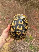 Libyan Greek Tortoise Adult Female