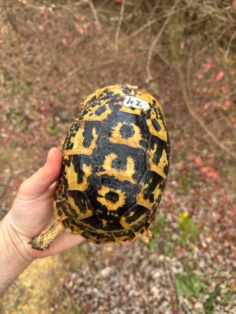 Libyan Greek Tortoise Adult Female