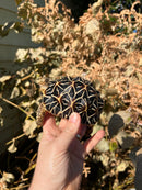 Sri Lankan Star Tortoise Female