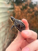 HI YELLOW Florida Box Turtle Baby