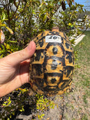Libyan Greek Tortoise Adult Male