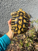 Eastern Hermann's Tortoise Adult Female