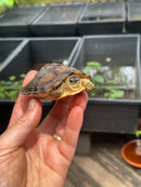 Spot Legged Wood Turtle 2023 CB Baby