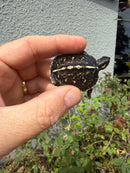 HI YELLOW Florida Box Turtle