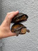 Red Cheeked Mud Turtle Adult Trio