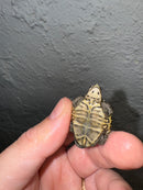 Hi White Concentric Diamondback Terrapin 2024
