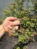 Salt Marsh Water Snake Adult Female