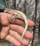 Frappucino Crested Gecko Juvenile
