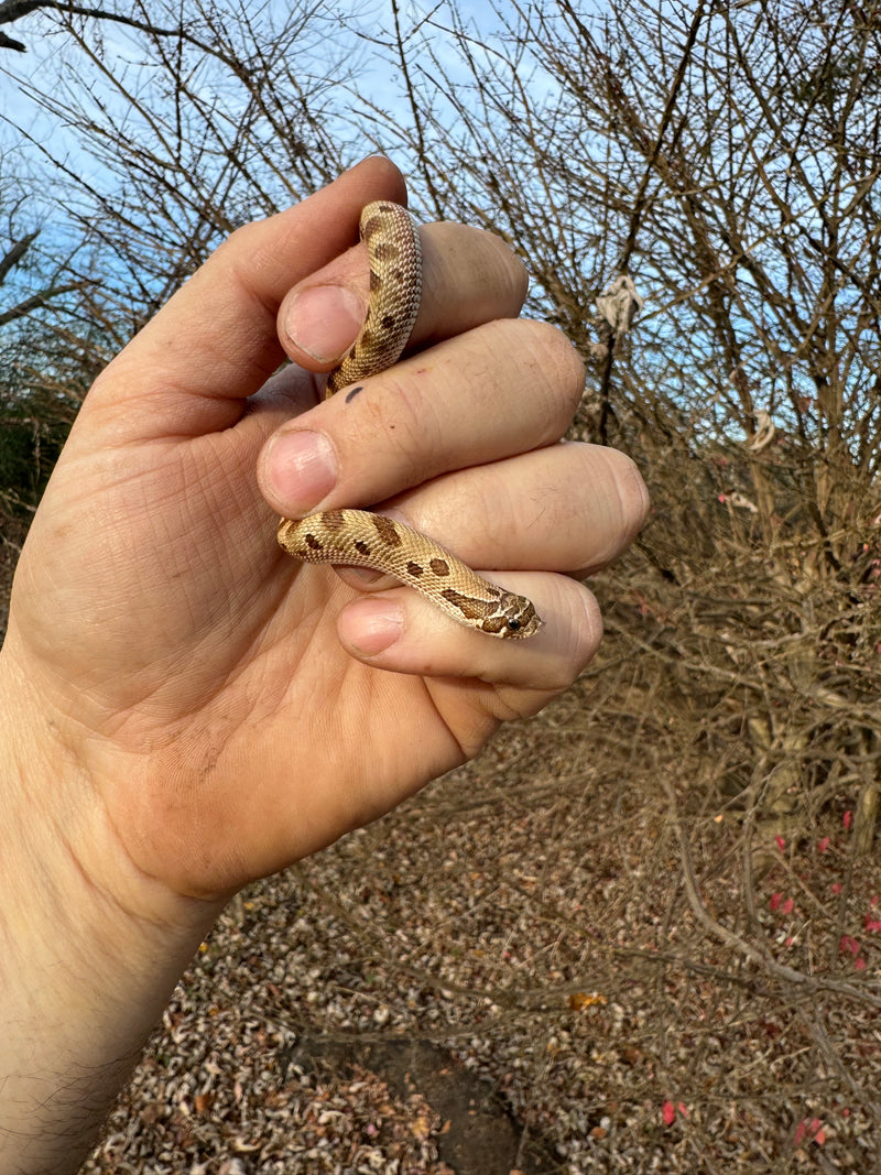 Anaconda Western Hognose Snake Female