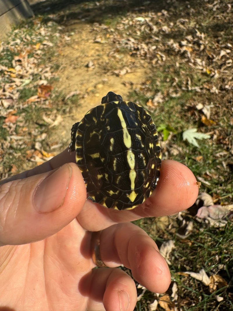 HI YELLOW Florida Box Turtle Baby 2024