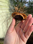 Golden Coin Box Turtle 2023