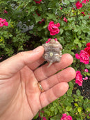 Albino Florida Snapping Turtle 2026