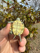 Mitch Clown Red Eared Slider Turtle