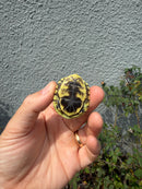 HI YELLOW Florida Box Turtle