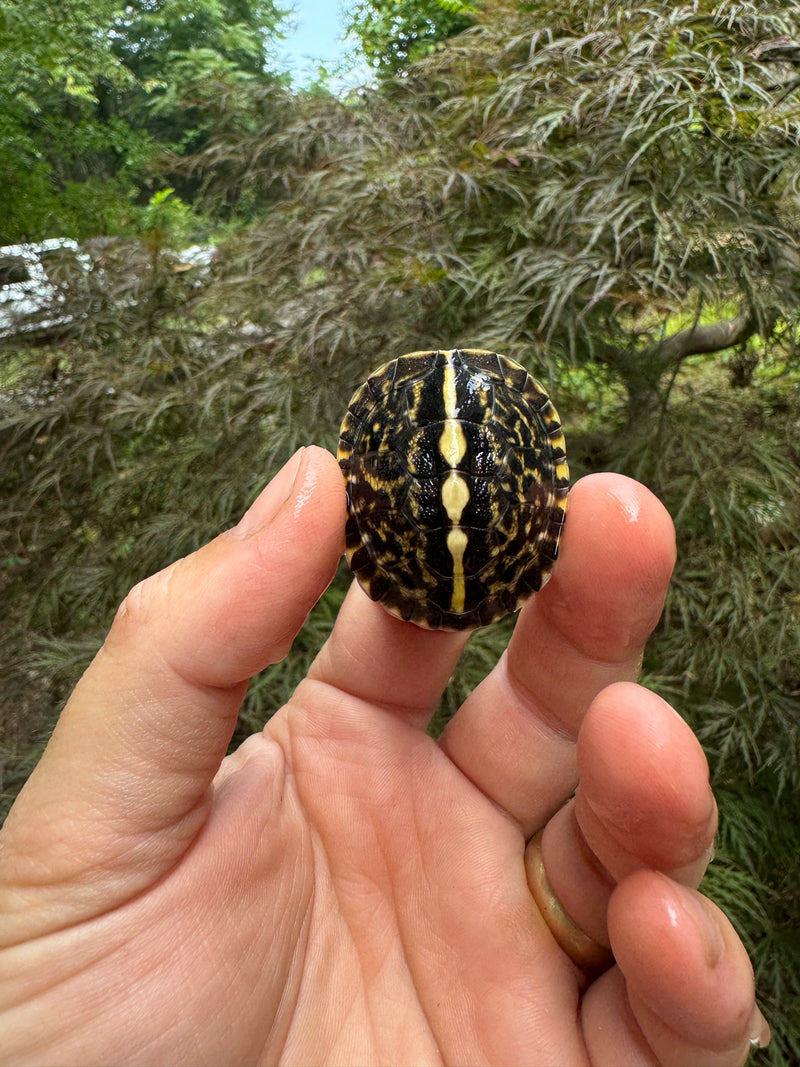 HI YELLOW Florida Box Turtle Baby 2024