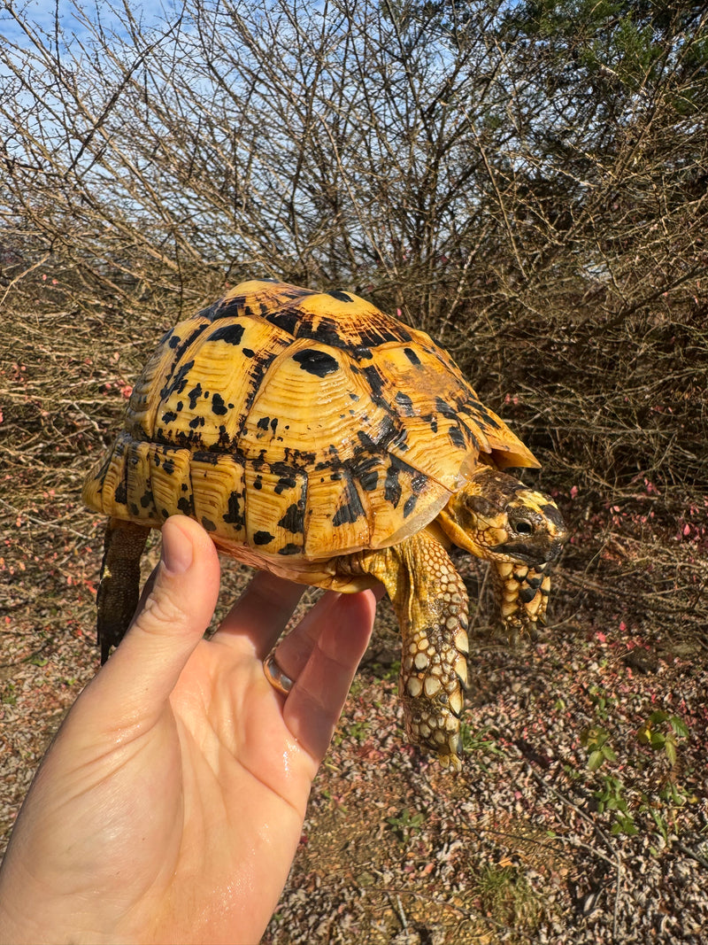 Libyan Greek Tortoise Adult Female