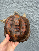 Hypomelanistic Common Snapping Turtle 2024