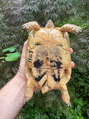 Libyan Greek Tortoise Adult Female