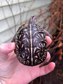 HI YELLOW Florida Box Turtle