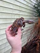 Pastel Common Musk Turtle Adult Female