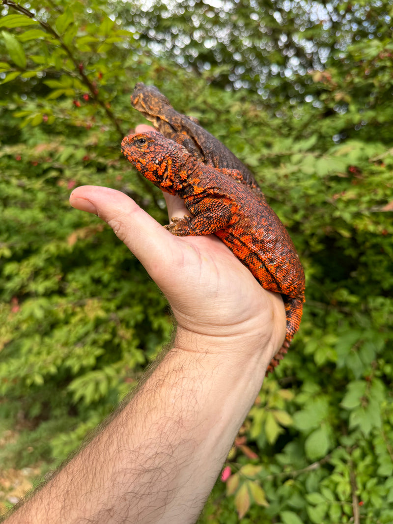 Super Red Niger Uromastyx Adult Pair