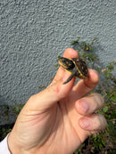 Hi Color Eastern Box Turtle Baby