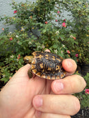 Pancake Tortoise Baby 2026