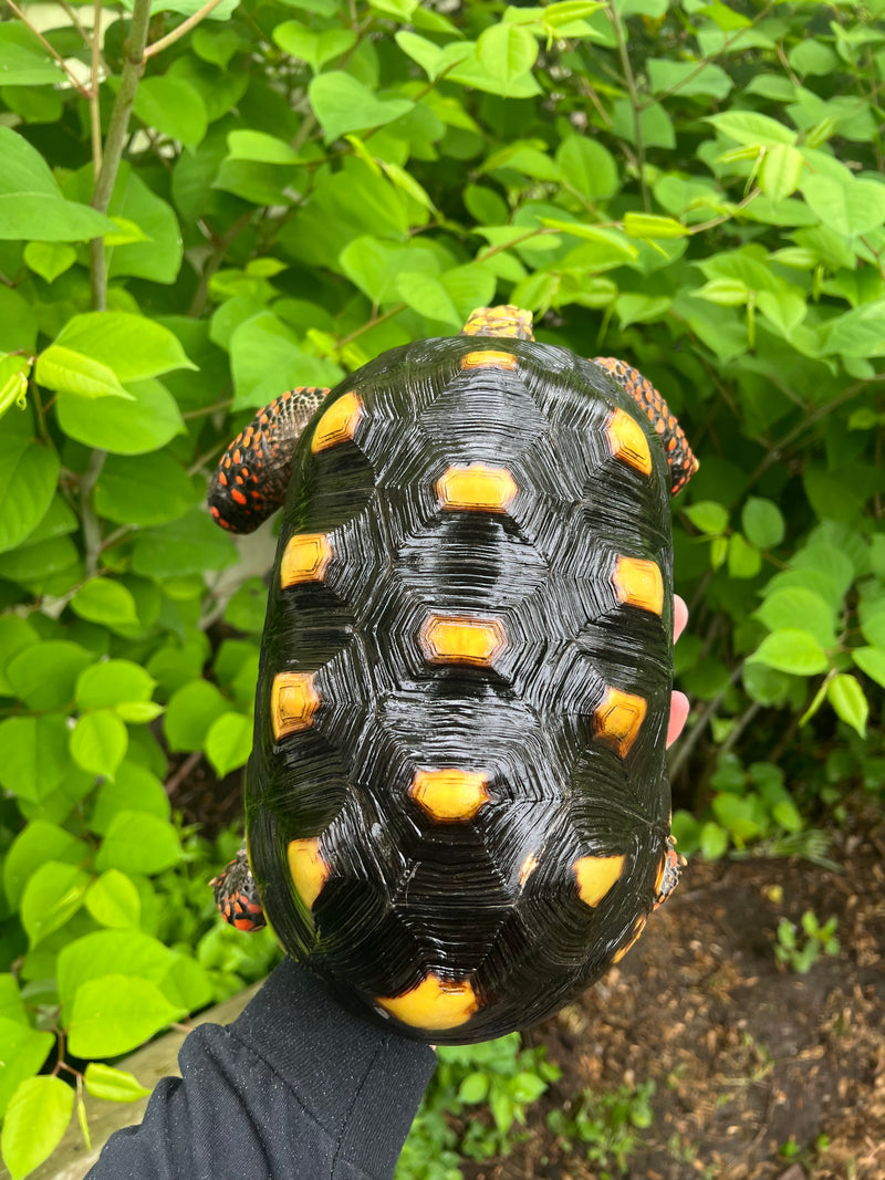 Suriname Red Foot Tortoise Adult Male