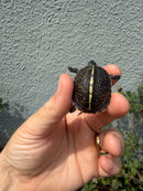 HI YELLOW Florida Box Turtle