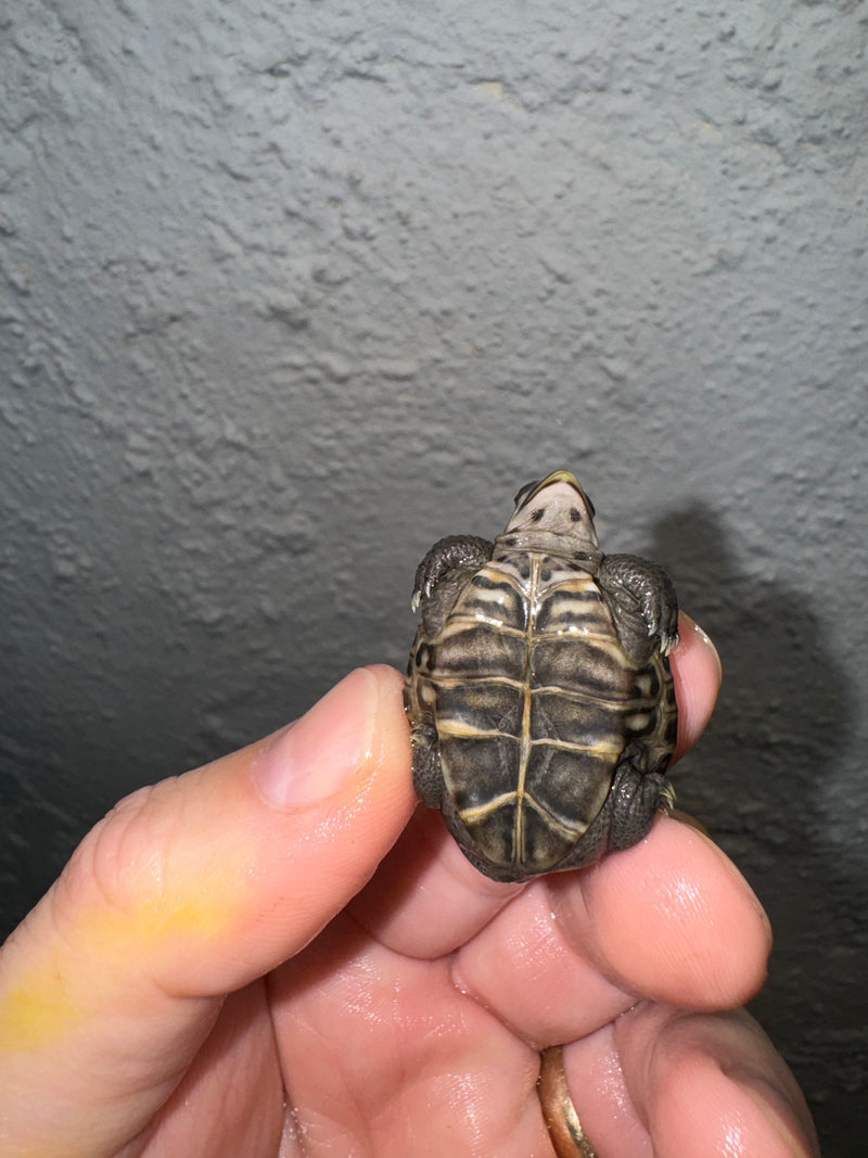 Hi White Concentric Diamondback Terrapin 2024