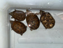 Stripe-necked Musk Turtle Adult Breeding Group 1.4  (Sternotherus peltifer)
