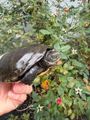 Franco-Italian Pond Turtle Adult Pair