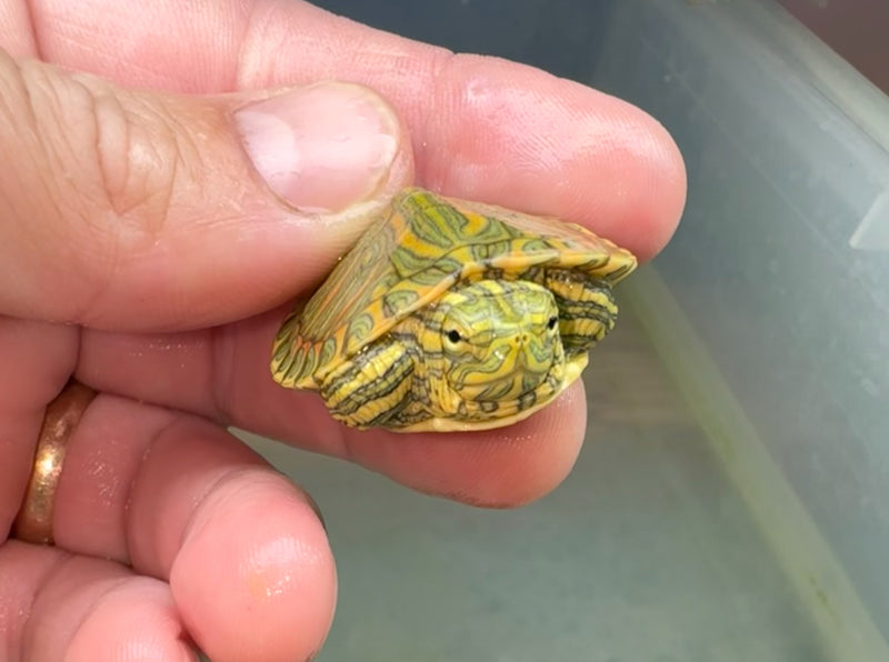 Hi Red Line Bred Pastel Red Eared Slider Turtle 2024