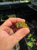 Orange Flame Baby Florida Red Bellied Turtle 2025