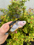 Ornate Diamondback Terrapin Female