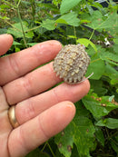 Albino Florida Snapping Turtle 2024