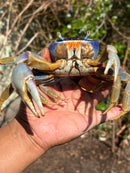 Trinidad Electric Blue Giant Land Crab (Cardisoma guanhumi)