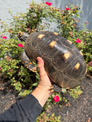 Red Foot Tortoise Adult Female