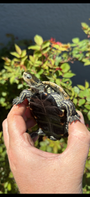 Balkan Pond Turtle Adult Male