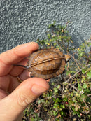 Southern Keeled Box Turtle Baby