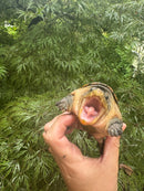 Vampire Musk Turtle Adult Female