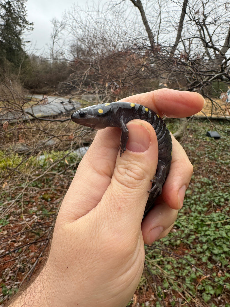 Spotted Salamanders (Ambystoma maculatum)